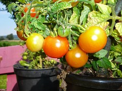 tomatoes-586775__180